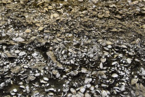 Kasori Shell Mounds