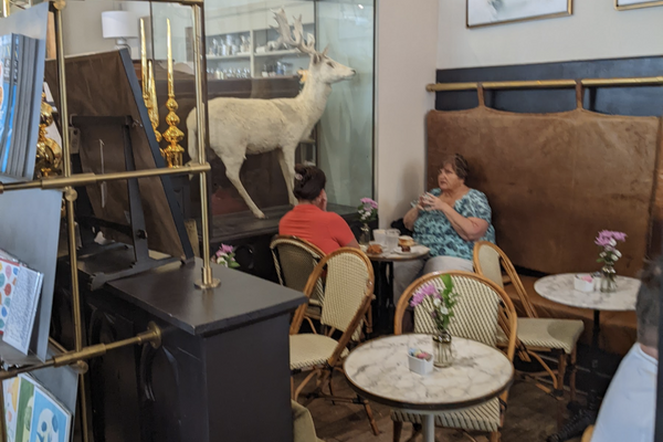 Cafe with horned ruminant