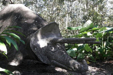 Triceratops.