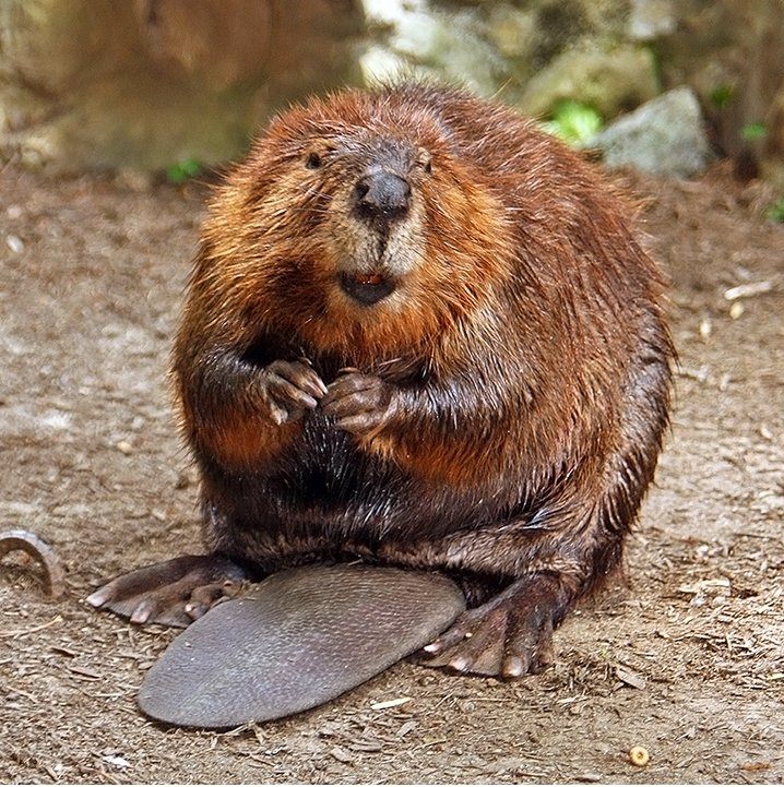 Beavers have human-like hands and tails that scientists believe can register changes in water pressure.