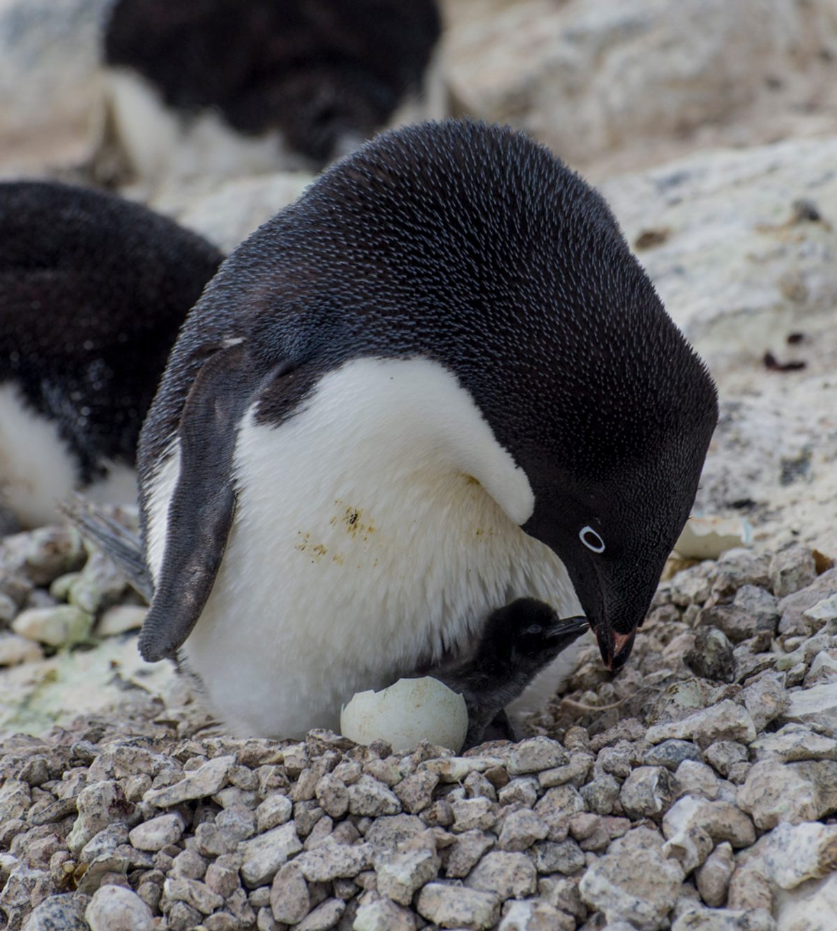 An Adélie penguin and chick.