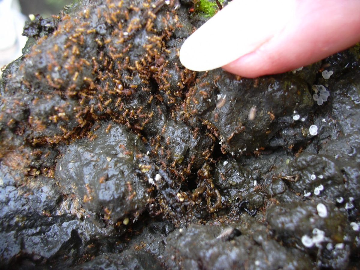 Dozens of little fire ants on a palm near Hilo, Hawaiʻi.