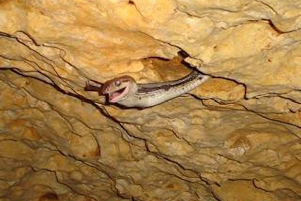 Cave of the Hanging Snakes