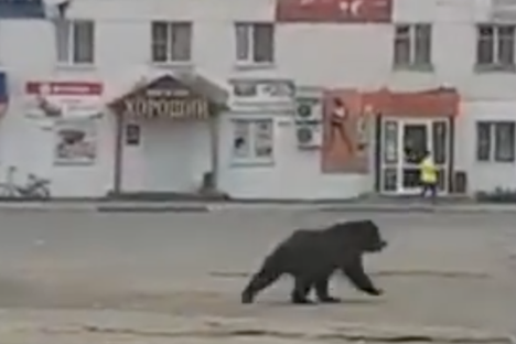 Go, bear, go!