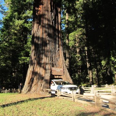 A car mid-drive through the tree.