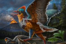 An artist’s rendering of Baminornis showing the position of the fossil bones discovered, including the fused tailbone.