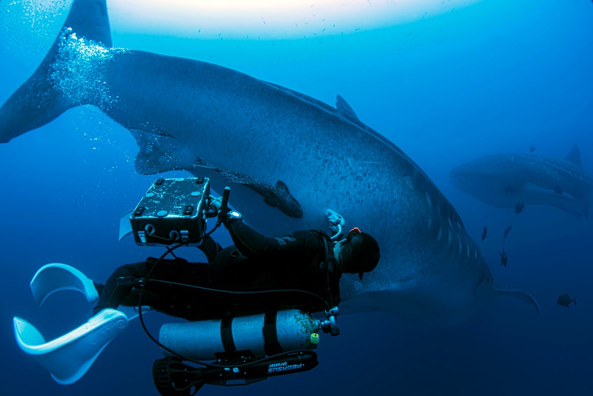 Scientist and researcher Dr. Rui Matsumoto of the Okinawa Churashima Research Centre carries out the world’s first successful ultrasound of a free swimming whale shark.
