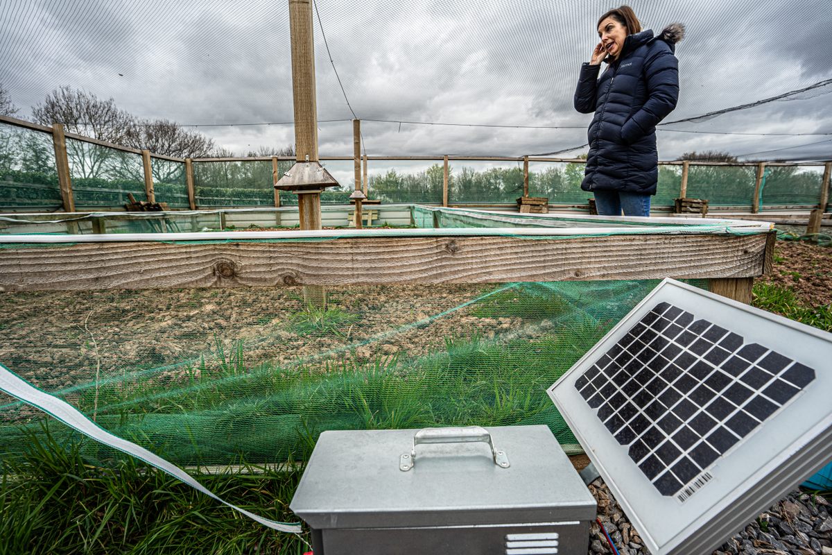 The solar generator for the snail's tiny electric fences (the white strips).