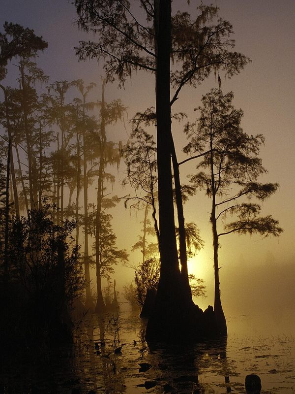 https://commons.wikimedia.org/wiki/File:Okefenokee_national_wildlife_refuge_Georgia.jpg