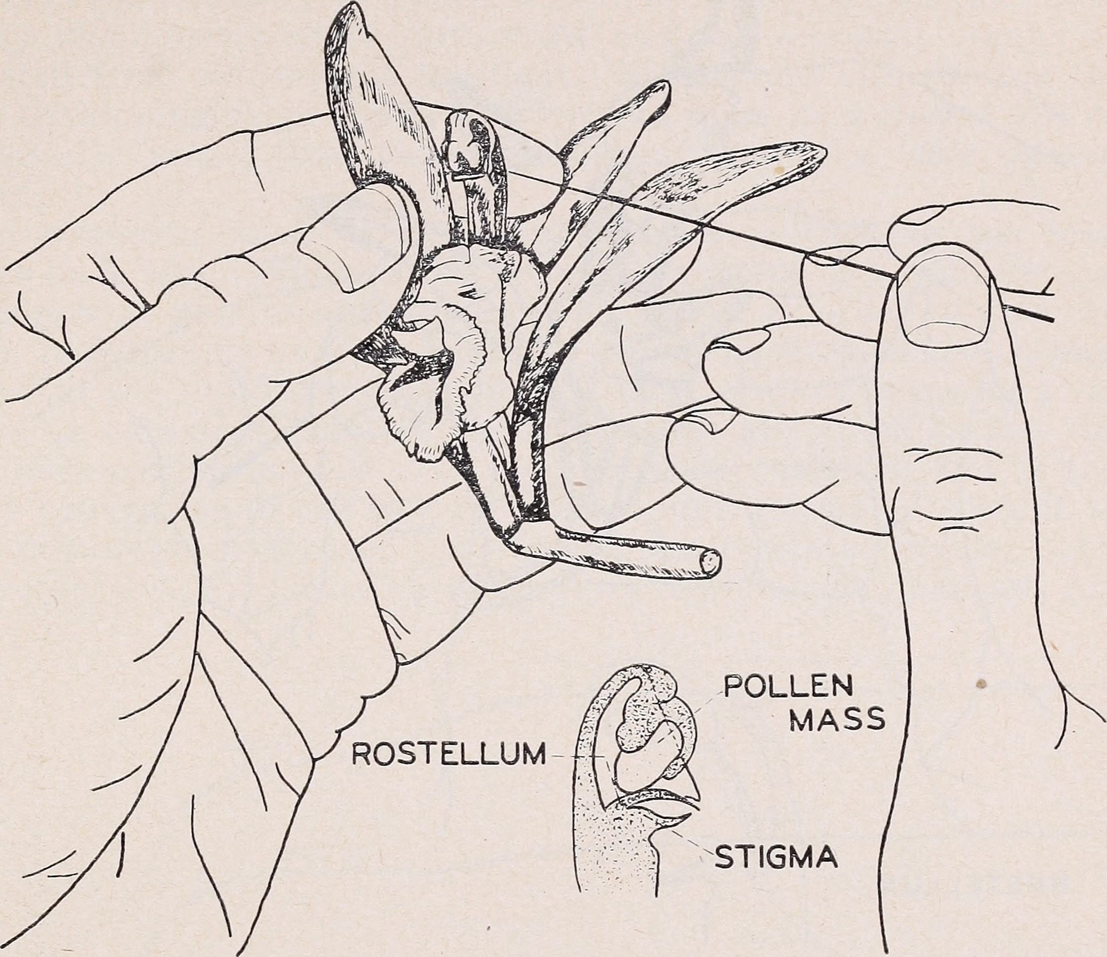 A diagram detailing hand-pollination tactics for the vanilla flower.