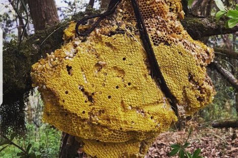 A hive in Lamjung, Nepal, likely of bees that can make mad honey.