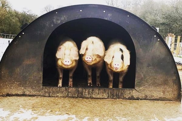 The pigs at the Garden House.