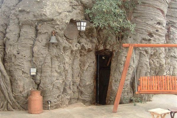 Hollowed out bar inside the Baobab