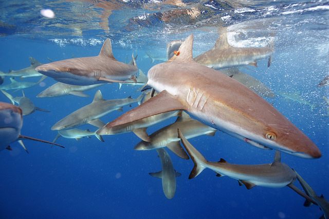 Florida Man Fends Ten Sharks Off With Fishing Pole - Atlas Obscura