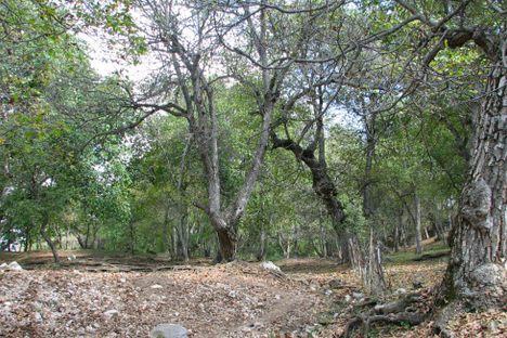 Walnut Forest