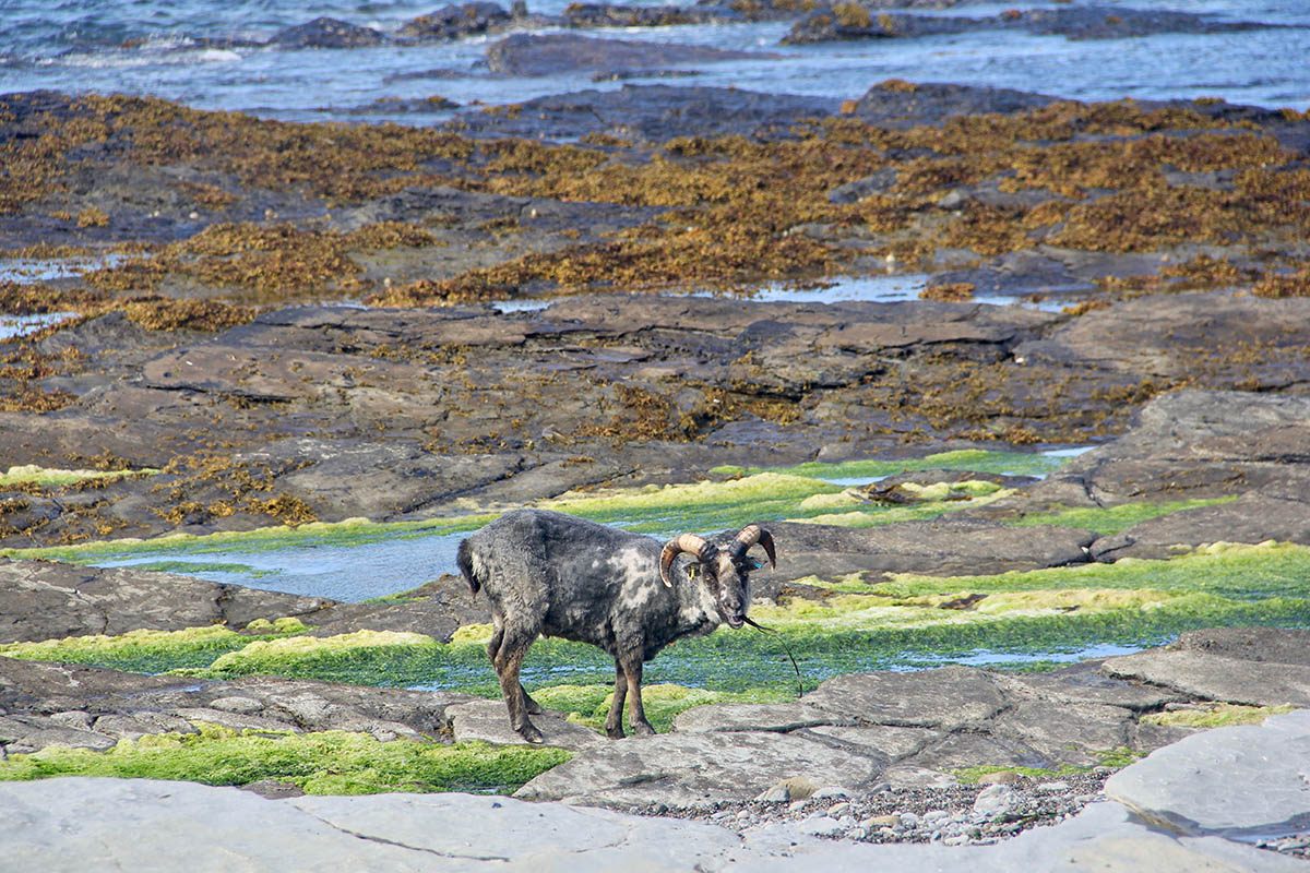Their unusual diet, dictated by the tides, means that North Ronaldsay sheep may eat in the middle of the night and ruminate during the day.
