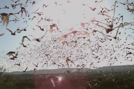 Watch This Beautiful, Chaotic Bat Ballet
