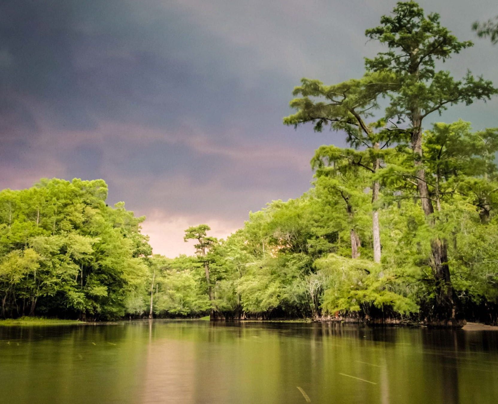 There are probably even older trees in areas that researchers haven't studied yet.