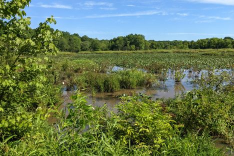 Looking out over the wetlands.