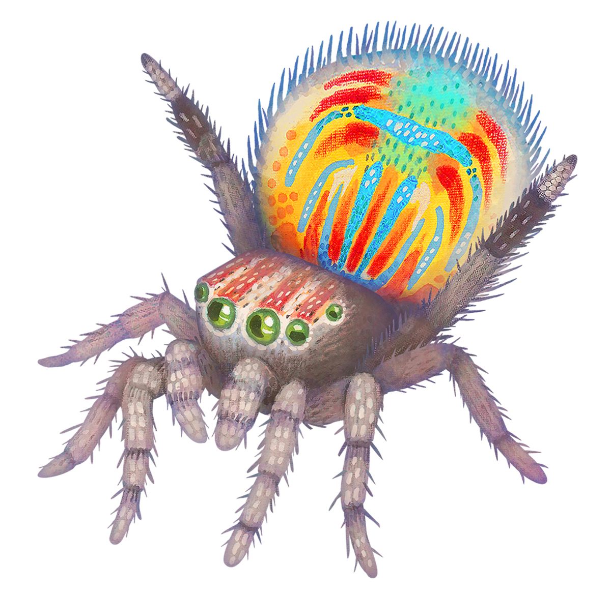 Sparklemuffins are peacock spiders known for their bright patterning and funky dance moves.