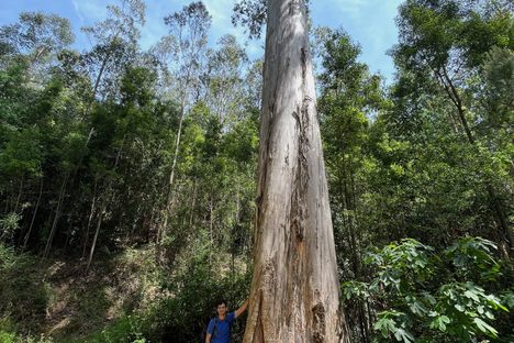 The Tallest Tree in Europe