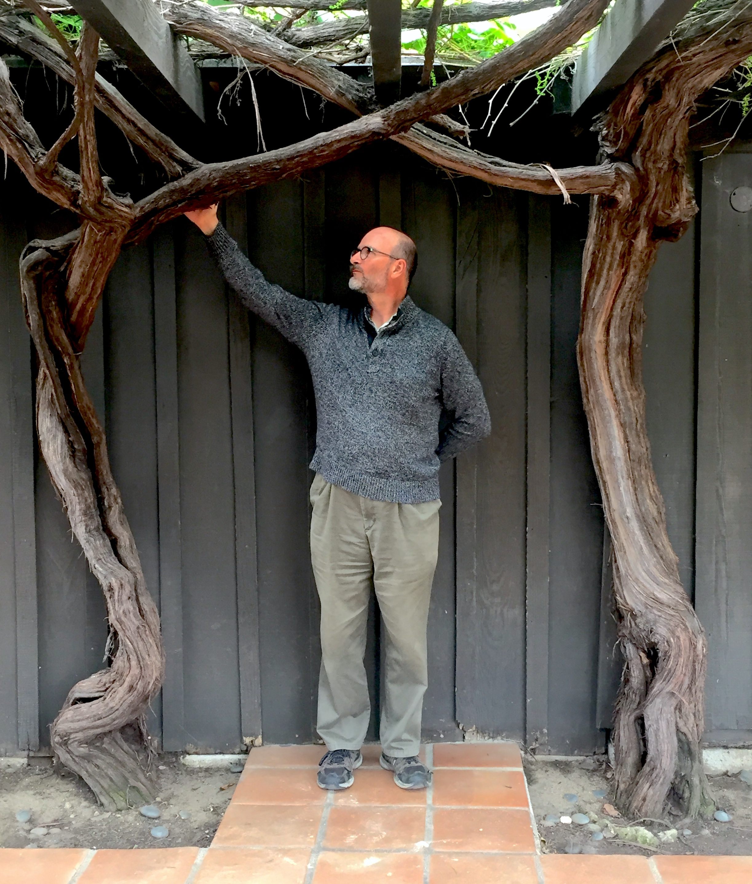 Mike Holland stands between the vines at the Avila Adobe, thought to be over 150 years old.