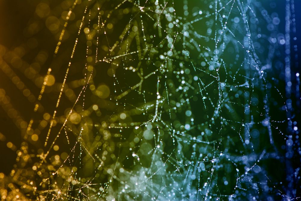 Close up of spider web threads.