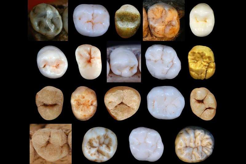 A sampling of the teeth found in the Pit of Bones.