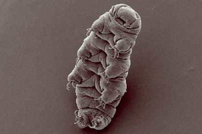 A scanning electron microscope image of a tardigrade, seeming pleased with its indestructibility.