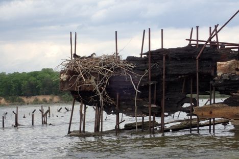 The wrecks are home to many birds, such as this osprey in its nest.