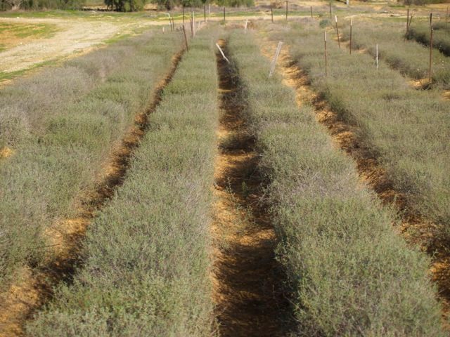 The experimental plot where Sitrit cultivates his truffles.
