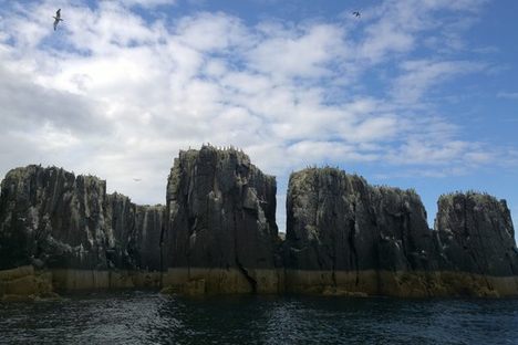 Pinnacles , Staple Island