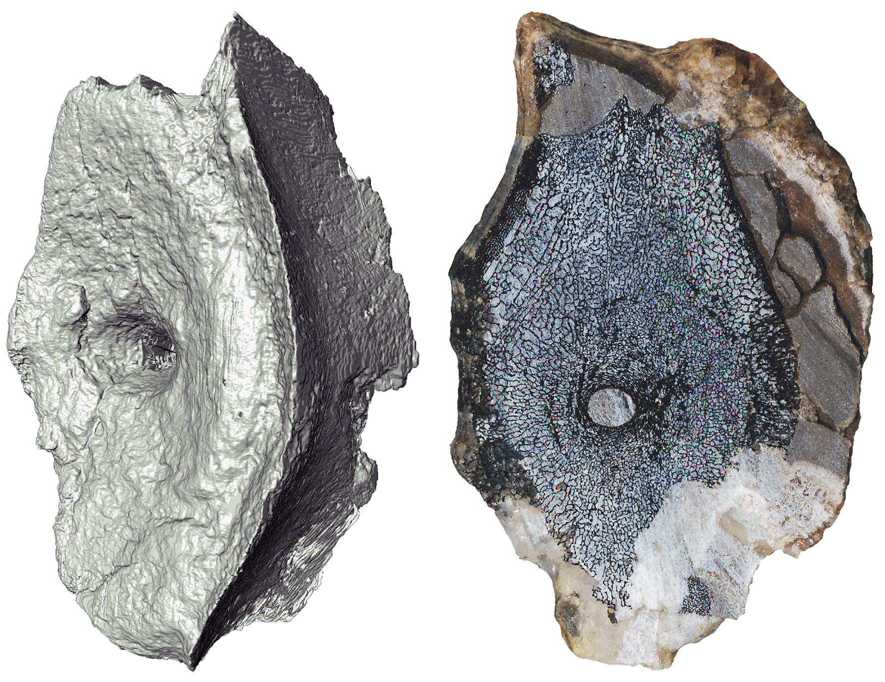 A computed tomography image (left) and cross-section showing the internal bone structure of the ichthyosaur vertebrae, which is spongy, like that of a modern whale.