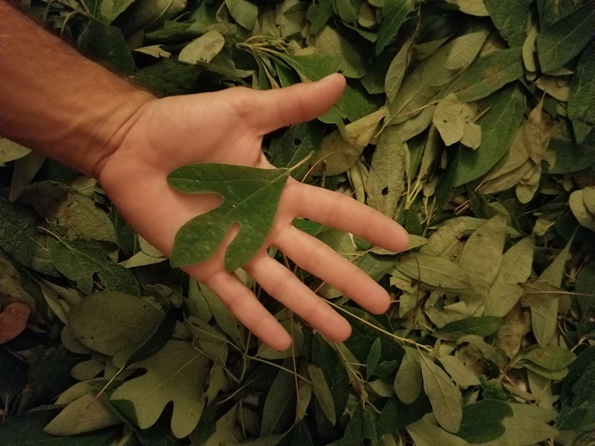 Traditional makers still forage for sassafras leaves to make filé.