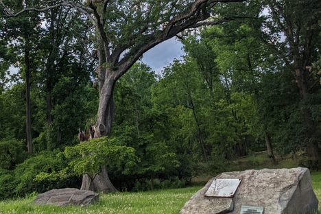 The Linden Oak