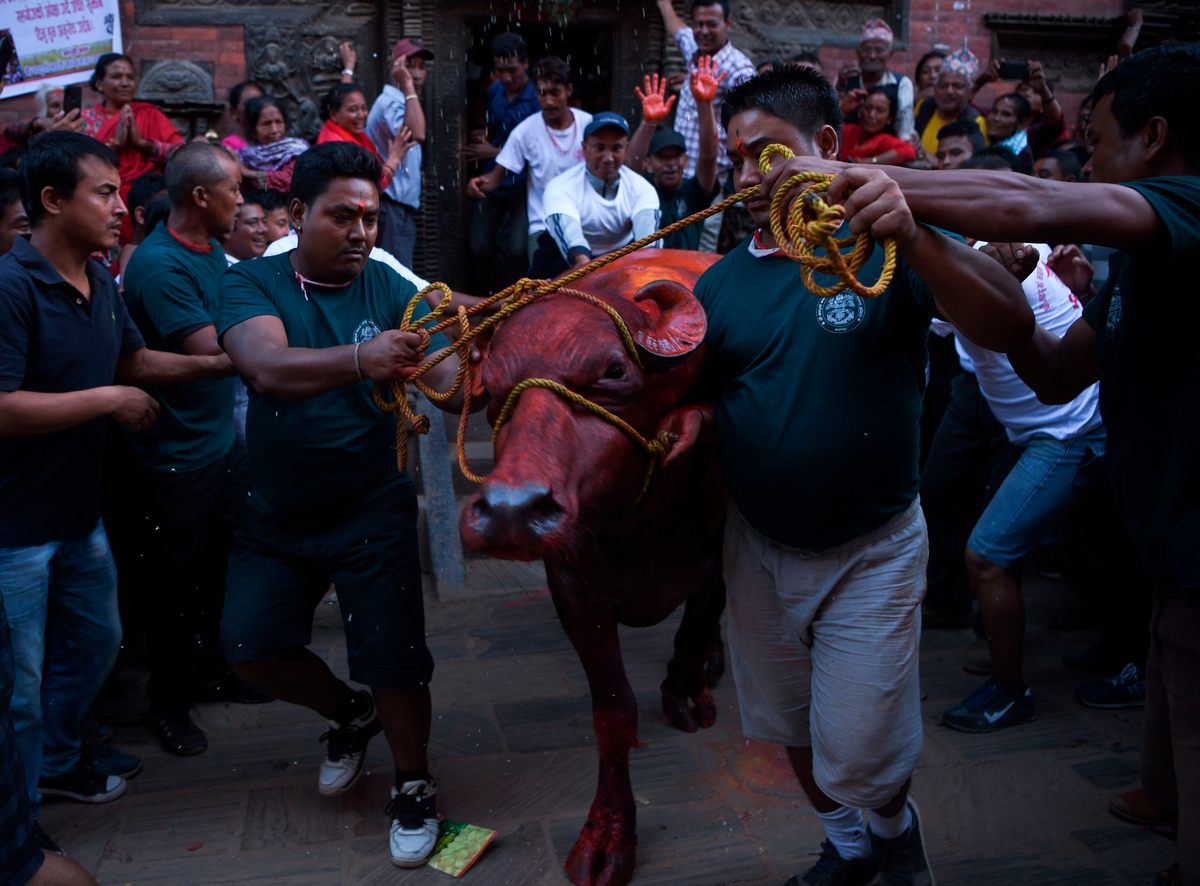 Nepalis lead a buffalo to be sacrificed during the ninth day of the Hindu Dashain Festival in Kathmandu.