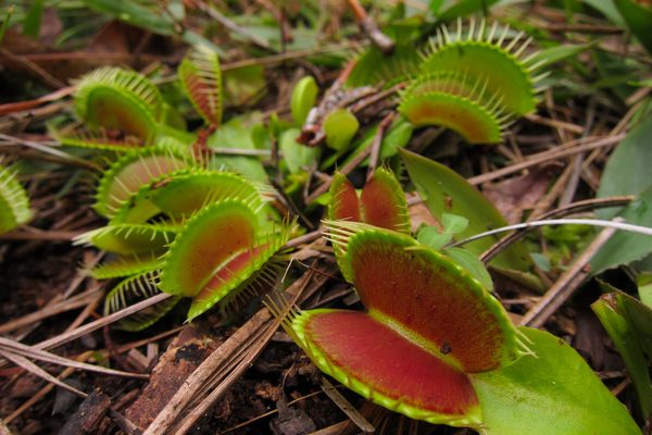 Venus flytraps growing wild in North Carolina