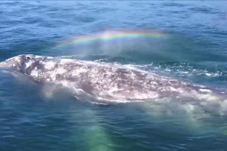 A Whale, Its Blowhole, and a Fleeting Rainbow