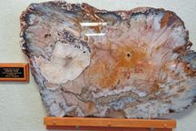 Petrified wood from the Hubbard Basin in Nevada. Photo by Linda Aksomitis @ guide2travel.ca