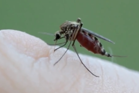 Video Wonder: Watch a Mosquito Suckle on a Vein