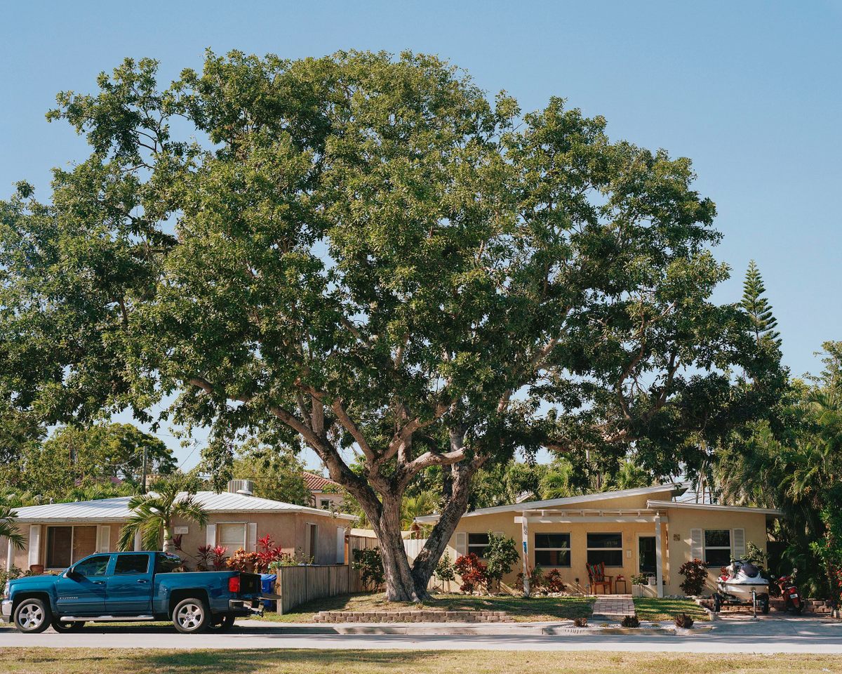 The National Champion Jamaica Dogwood, in Key West, Florida. This species is known locally as the Florida fishpoison tree.