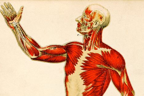 An anatomical engraving from 1872.