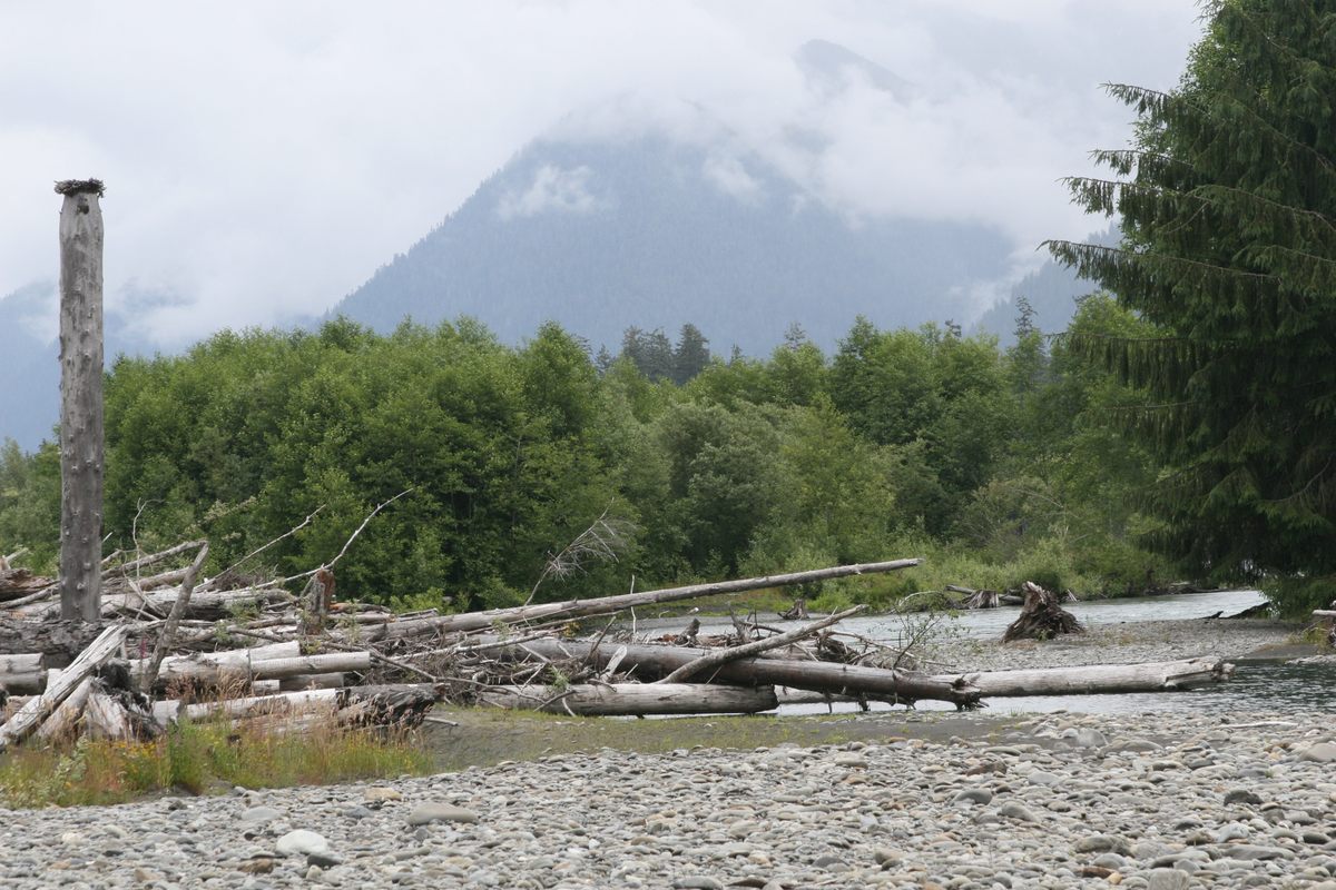 An engineered log jam on the Quinault River.