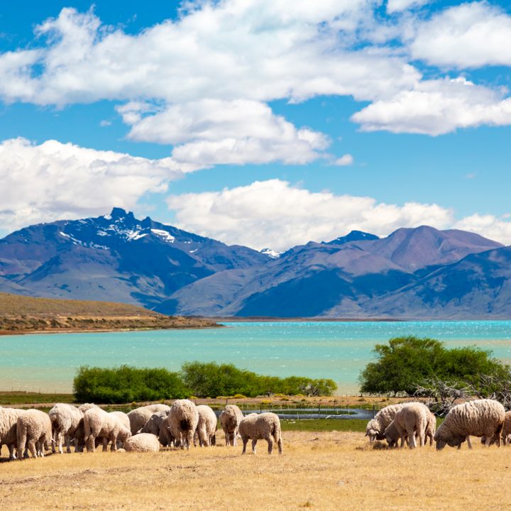 Sheep grazing at a traditional Patagonian estancia in El Calafate area, Argentina