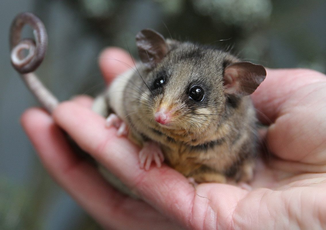 An itty-bitty pygmy-possum with its itty-bitty curled tail.