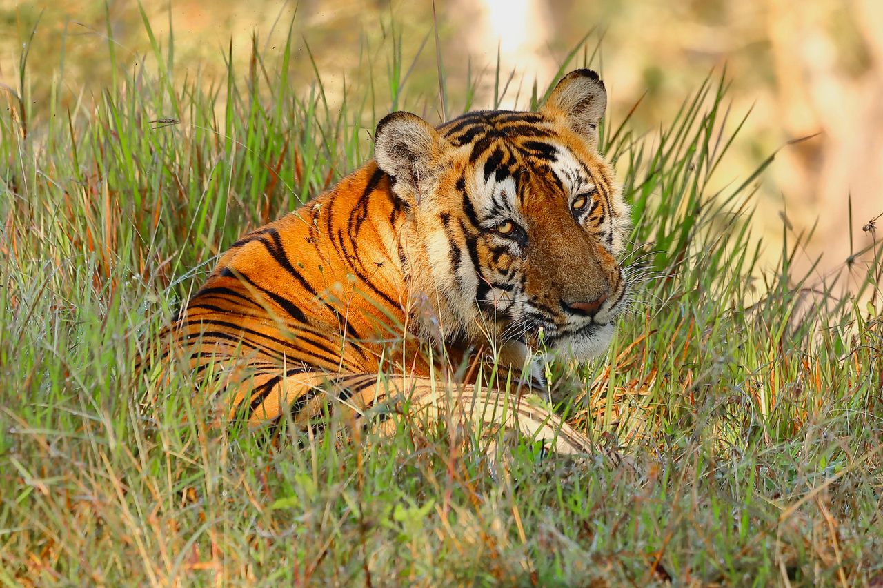 What Should Be Done With India's 'Man-Eating' Tigers? - Atlas Obscura