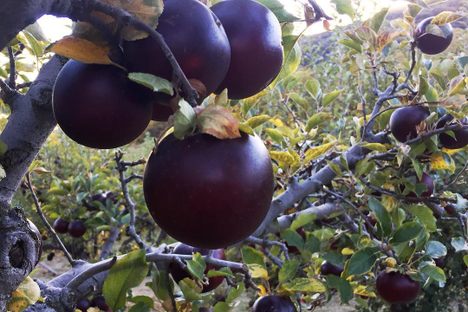 Arkansas Black Apple