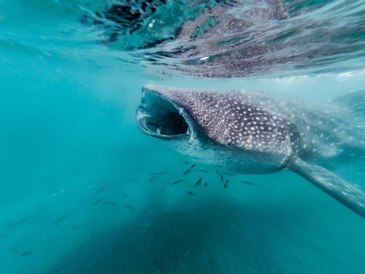 Juvenile whale sharks gather in La Paz, Mexico from October through May to eat their fill in the krill-rich waters. 