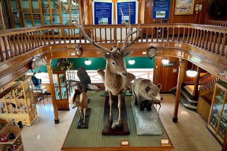 Banff Park Museum