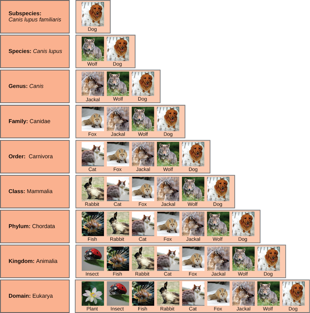 This graphic shows how biologists use taxonomy to name, describe and classify one subspecies, domesticated dogs (<em>Canis lupus familiaris</em>), and relate that subspecies to larger groups such as carnivores, mammals and animals.